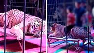 Nakon ovog snimka zatvoren je popularni cirkus u Kini: Deca jašu tigra, a roditelji plaćaju
