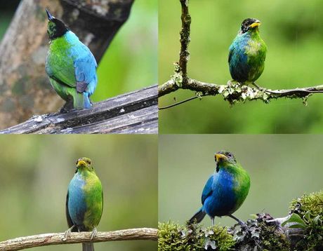 bilateralni ginandromorfizam, Green Honeycreeper