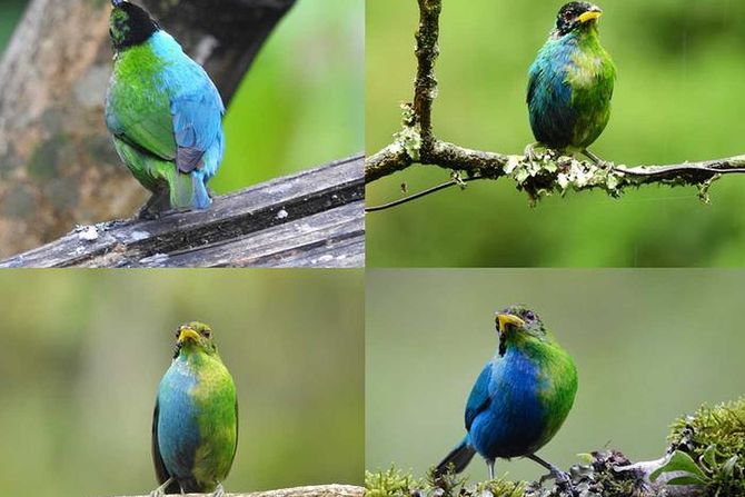 bilateralni ginandromorfizam, Green Honeycreeper