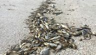 Šta se dešava u Japanu? Na obalu isplivalo 1.200 tona uginule ribe: "Ovako nešto nikada nismo videli"