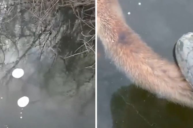 Zaleđena lisica Zaleđena lisica