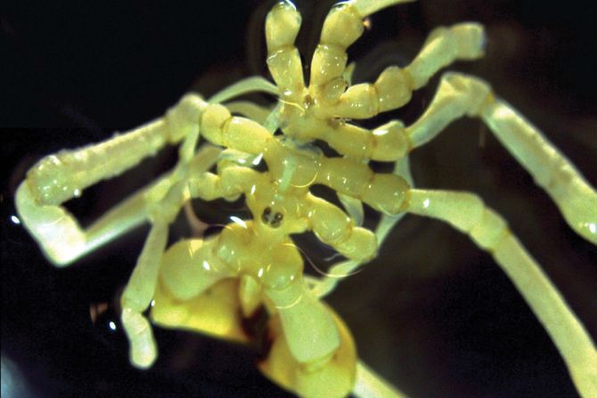 Zuti morski pauk Zuti morski pauk