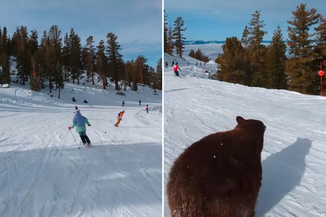 sudar sa medvedom sudar sa medvedom