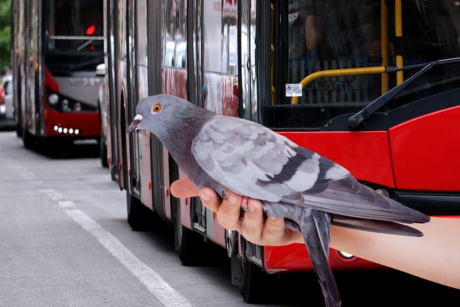 Autobus GSP, golub