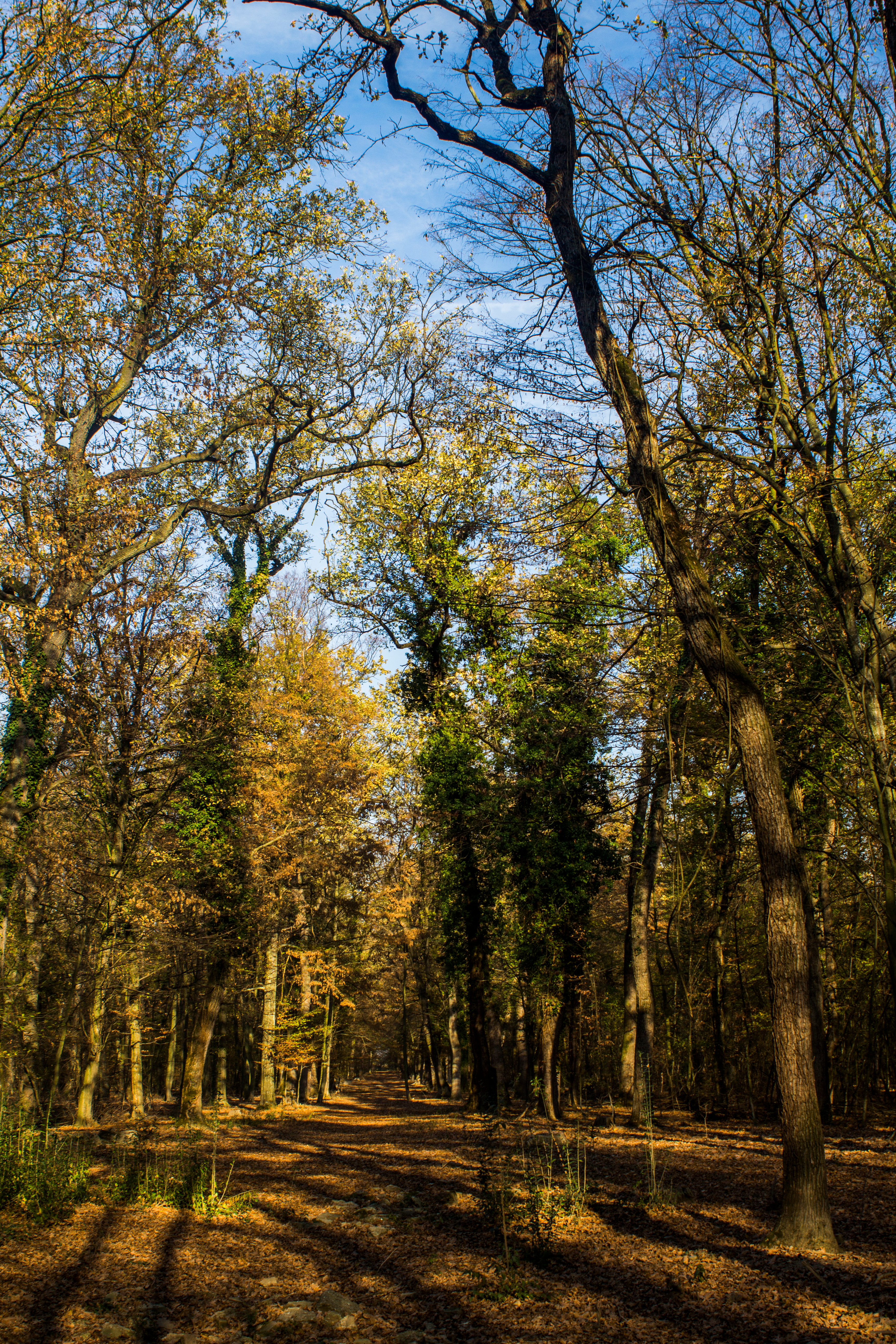 Kao iz dokumentarca: Zveri snimljene u sred bela dana u šumi na jugu Srbije, svi bruje o snimku