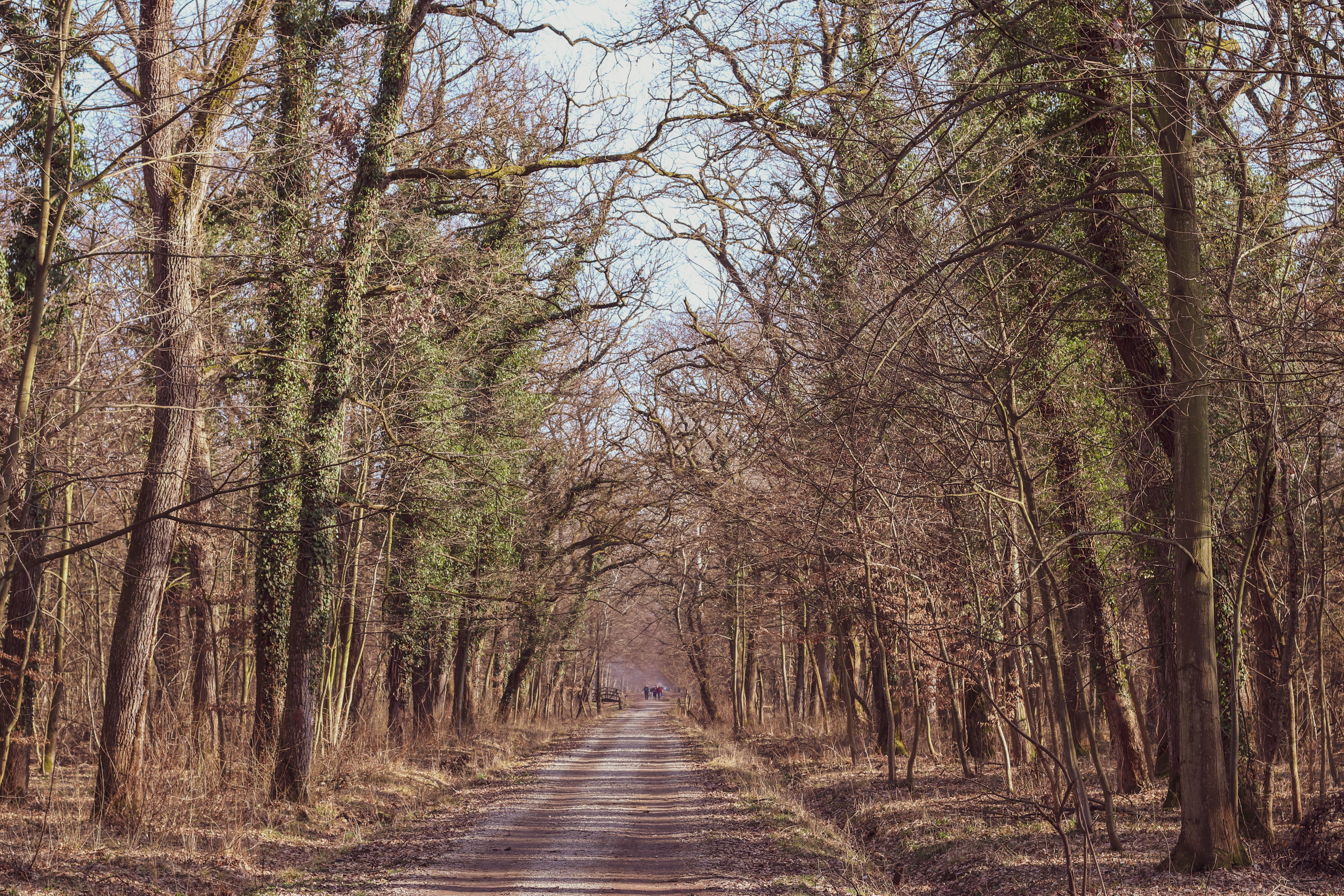 Neverovatan prizor u Južnom Kučaju: Šumsko stvorenje snimljeno kako slobodno luta proplancima