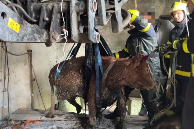 Spašavanje krave Spašavanje krave