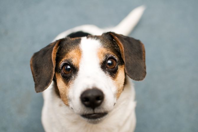 Boja očiju kod pasa, oči, jack Russel Džek Rasel pas