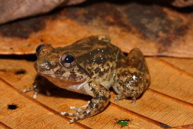 Limnonectes larvaepartus, žaba sa zubima