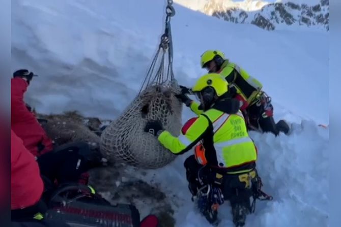 Spasavanje, ovca, Italija, Alpi, helikopter, vatrogasci Spasavanje, ovca, Italija, Alpi, helikopter, vatrogasci