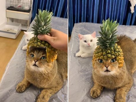 Mačka sa kapom od ananasa