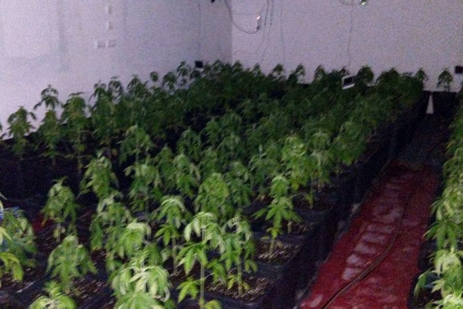 Droga marihuana laboratorija