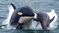 Jato orki primećeno na čudnoj lokaciji: Uče mladunce da napadaju brodove, a možda je ovo razlog