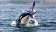 Istraživači šokirani prizorom u Pacifiku: 10 orki primećeno kraj obala Kalifornije