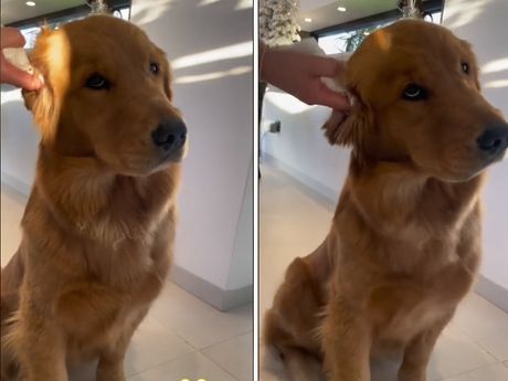 Pas čišćenje ušiju