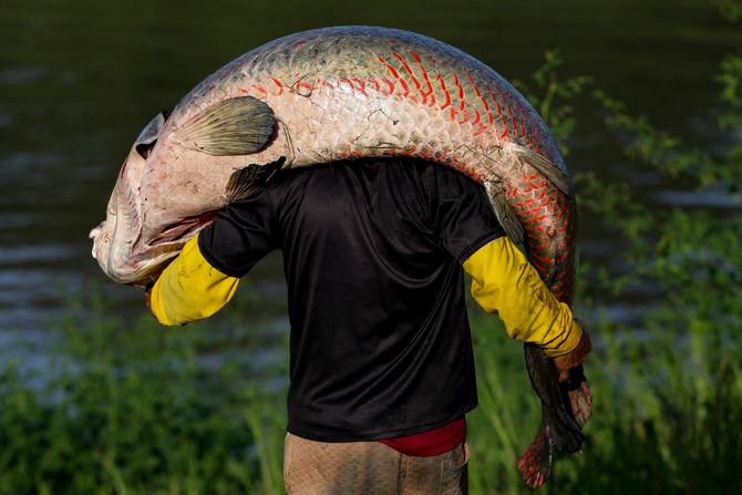 Arapaima gigas