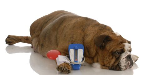Pas i hipertenzija
