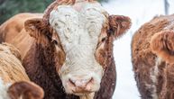 Dobra vest za stočare: Iz uvoza stigli priplodni bikovi simentalske rase