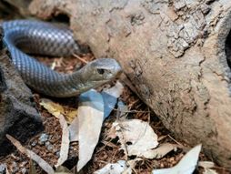 Istočna smeđa zmija