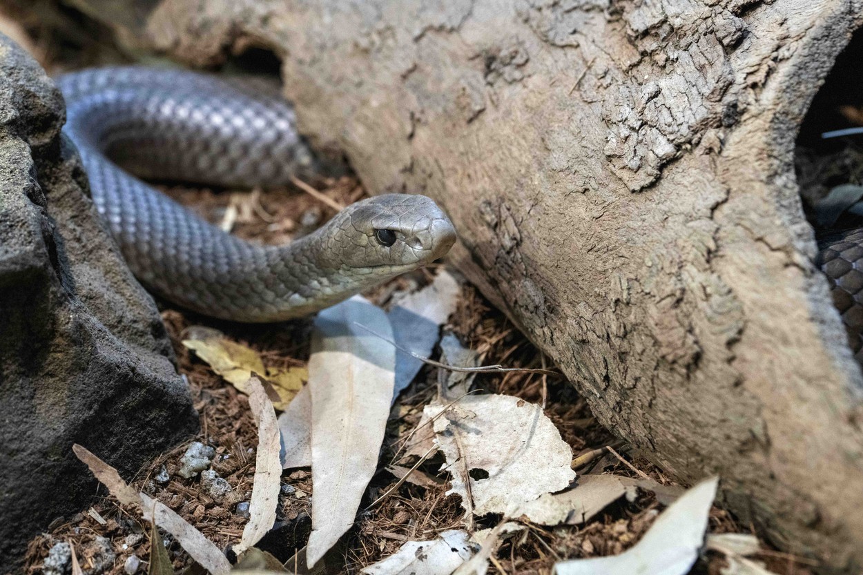 Panika zbog zmija u dvorištu? Evo šta ljudi u Srbiji zaista rade da ih drže podalje - i šta stvarno radi posao