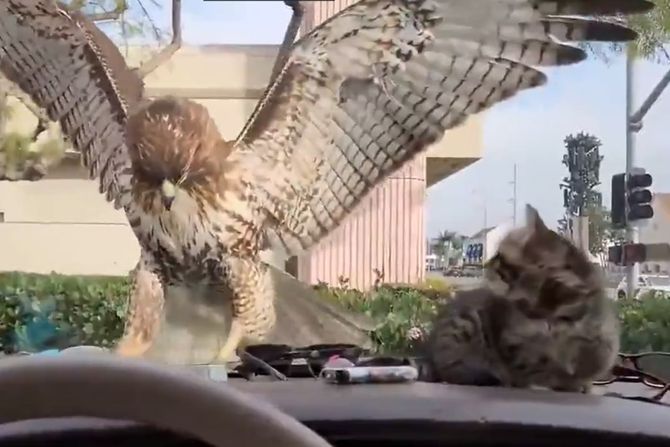 Jastreb i mače Jastreb i mače