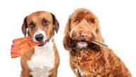 Povlači se hrana za pse kod komšija: Pronađena bakterija u proizvodu