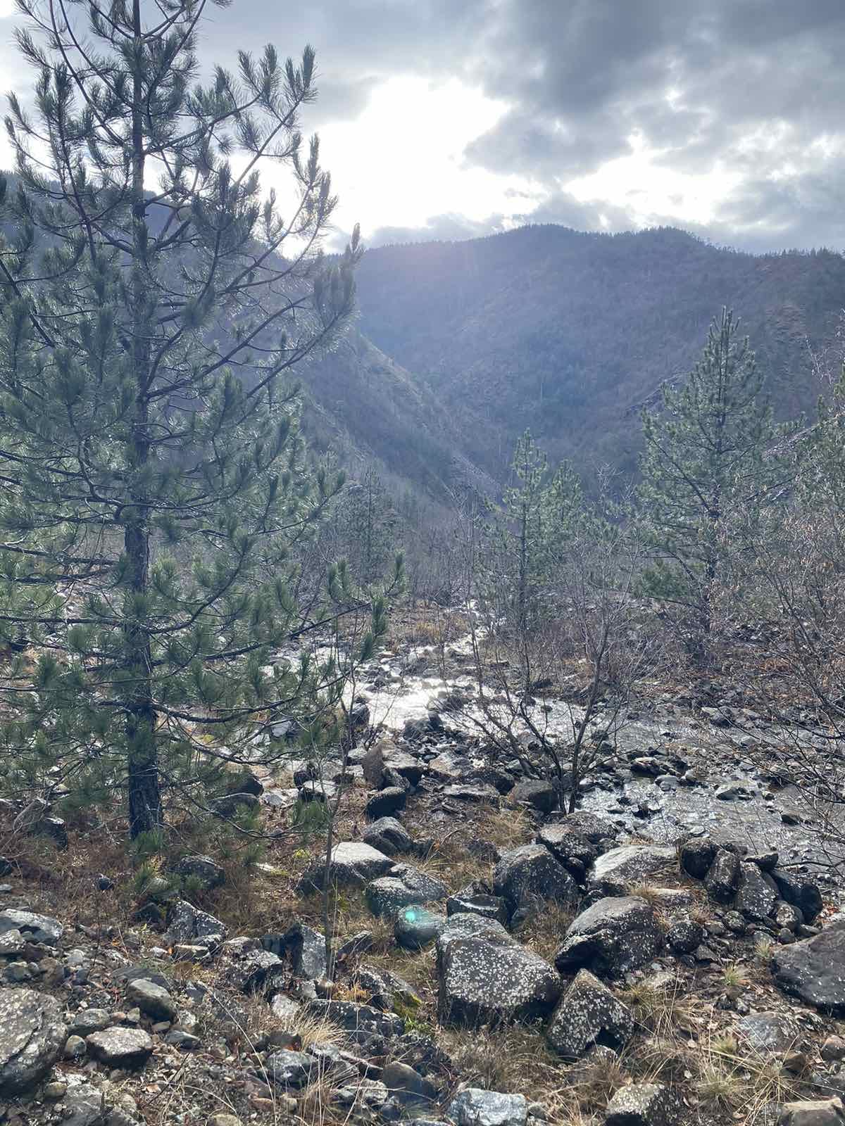 Neverovatan prizor iz Knjaževca: Šumske zveri se pojavila ispred KAMERE, ovo je dokaz da se proleće probudilo