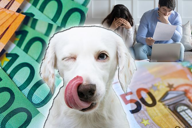 Pas pojeo novac najskuplji obrok na svetu Pas pojeo novac najskuplji obrok na svetu