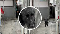 Pokisli pas u tramvaju u Beogradu: Pogledajte te okice i šta je vozač tramvaja uradila kad ga je videla