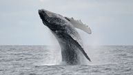 Naučnici oko 20 minuta razgovarali s grbavim kitom: Da li su im ogromna stvorenja zaista nešto rekla?