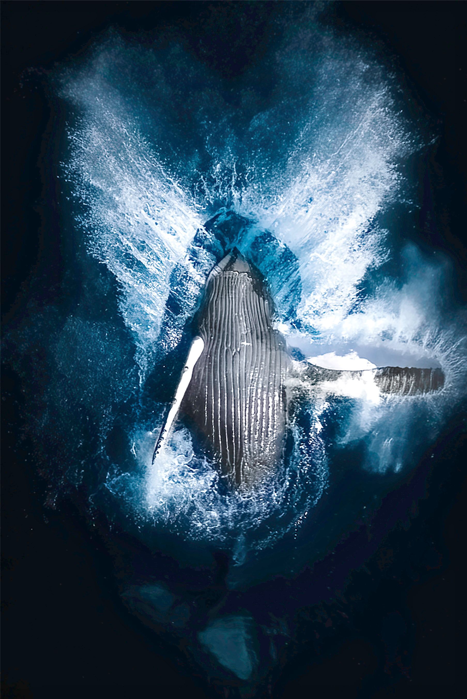 Drama kod Vismara: Grbavi kit nasukan na peščani sprud, stručnjaci strepe od najgoreg