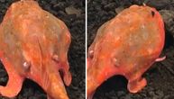 Nestvaran prizor iz dubina: Snimljena riba koja može da uradi nešto neverovatno