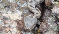 Invazija poskoka usred zime na Zlatiboru: Planinari nikada nisu videli ovoliki broj zmija u ovo doba godine