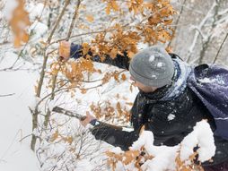 Badnja, seča badnjaka, Božić, Badnje jutro, Badnji dan
