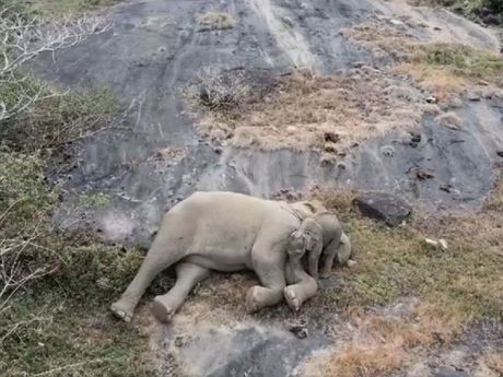 Slonica sa slončetom