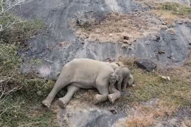 Slonica sa slončetom Slonica sa slončetom