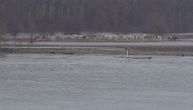 Konji i krave zarobljeni na Krčedinskoj Adi: Dunav ih iznenadio dok su bezbrižno pasli, sad gladuju