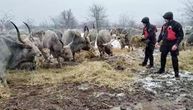 Vatrogasci odneli hranu kravama i konjima: Prve fotografije sa Krčedinske ade