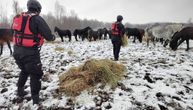 Drama na Krčedinskoj adi: Još traje evakuacija zarobljenih i izgladnelih konja i krava