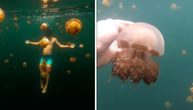 Jezero meduza: Da li biste se usudili da zaplivate sa ovim "smrtonosnim" bićima