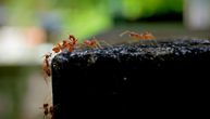 Ponašanje mrava kao inspiracija za autonomno sastavljanje materijala