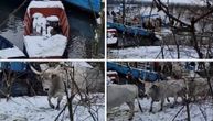 Horses and cows stranded on Danube island are getting evacuated