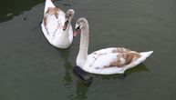 Ljubav na Dunavu: Dva labuda svojim kljunovima formirala srce