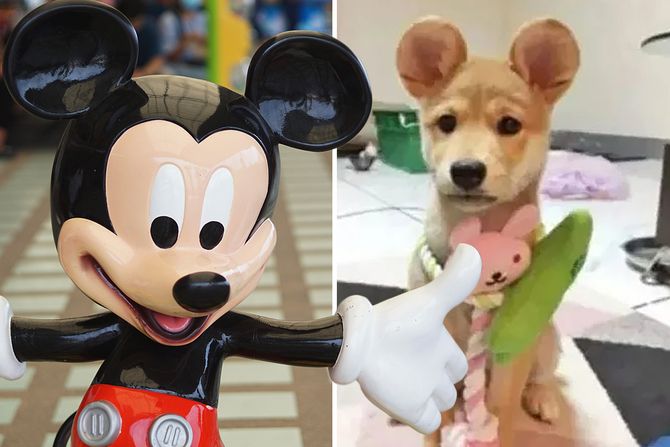 Okrutni trend Miki Maus uši, Mickey Mouse