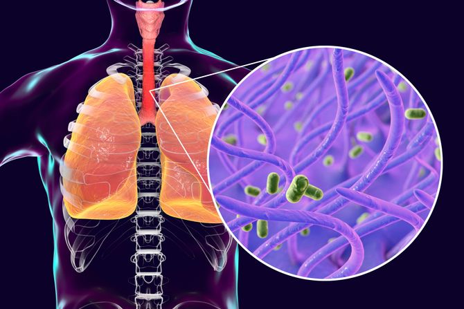 Bakterija Bordetella pertussis veliki kašalj Bakterija Bordetella pertussis veliki kašalj