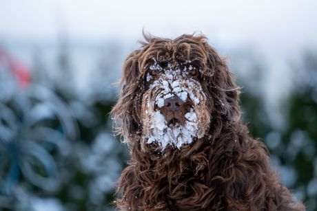 Pas u snegu
