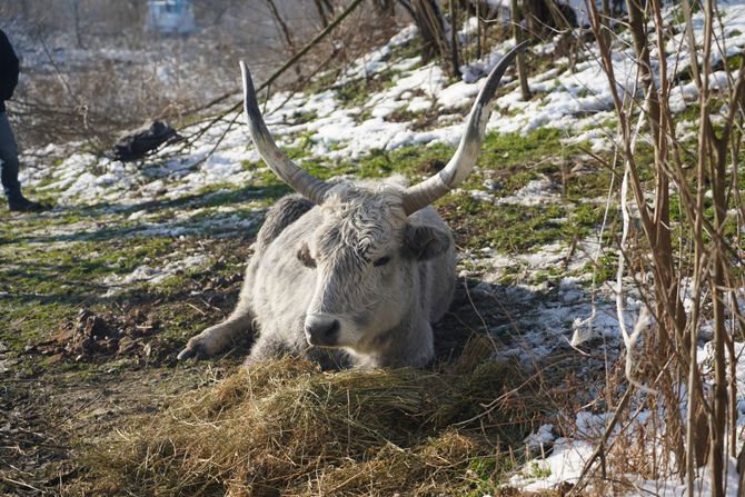 Krave Kovilj