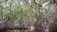 Okamenjena šuma mangrova stara 23 miliona godina pronađena na vidnom mestu