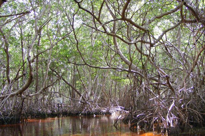 mangrove