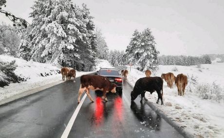 Krave izašle na put Usporen saobraćaj magistralom preko Zlatibora